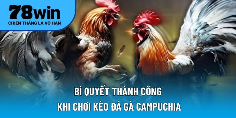 Bí quyết thành công khi chơi kèo đá gà Campuchia